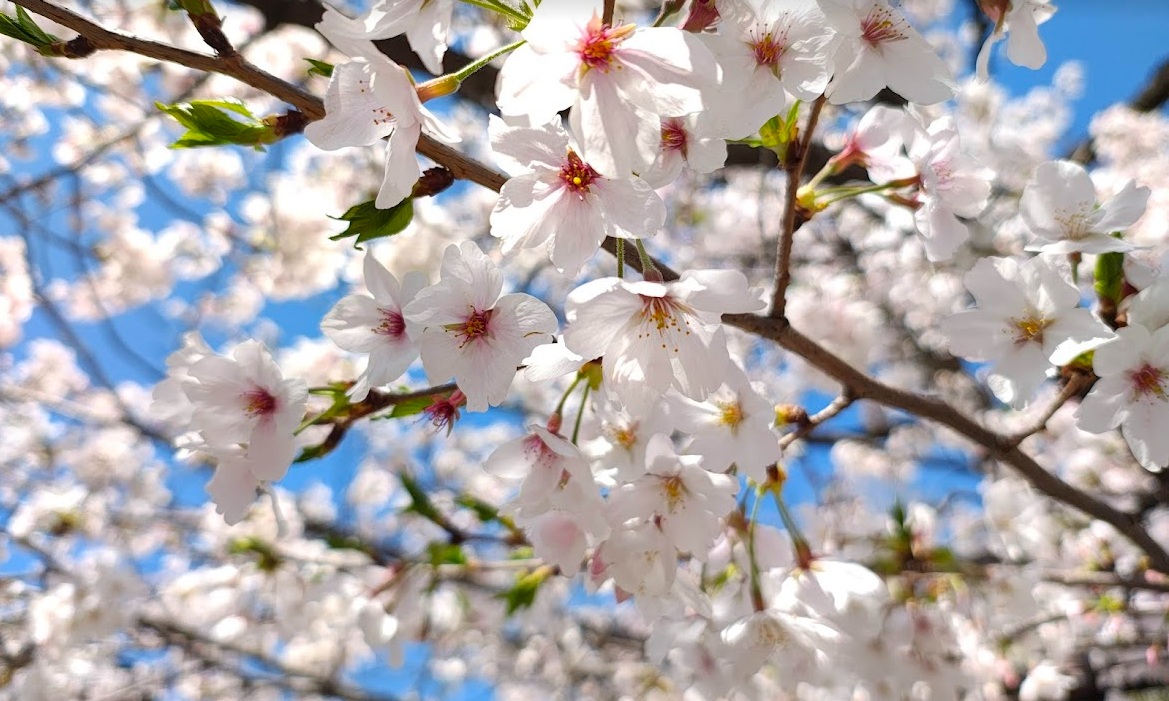 定点撮影をしてる近所の神社の桜